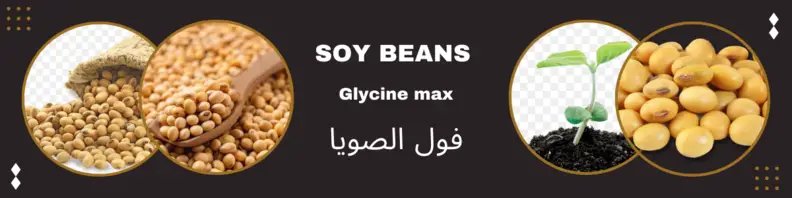 Soy Bean Seeds Soy Bean Seeds