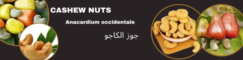 CASHEW NUT SEEDS
