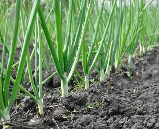 Nigerian fresh onion