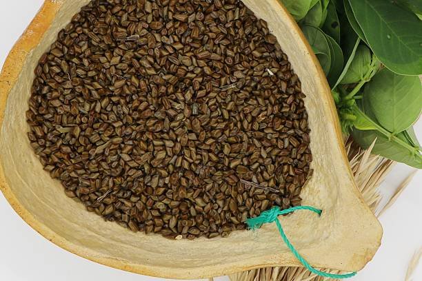 Nigerian fresh onion