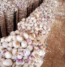 Nigerian Garlic