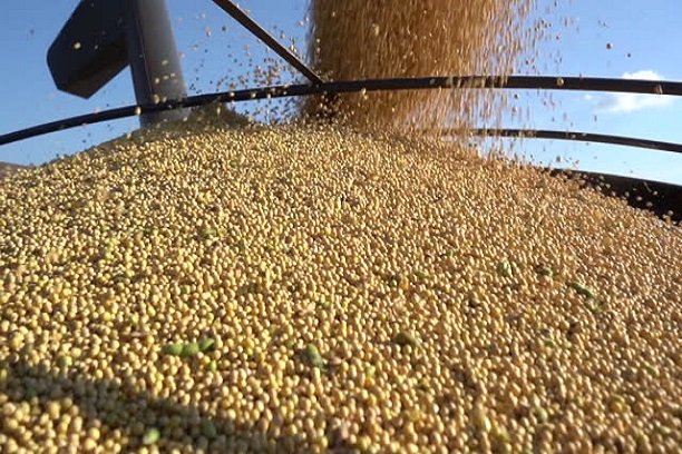 Nigerian Soybean Nigerian Soya Beans