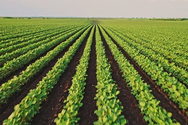 Nigerian Soybean Nigerian Soya Beans